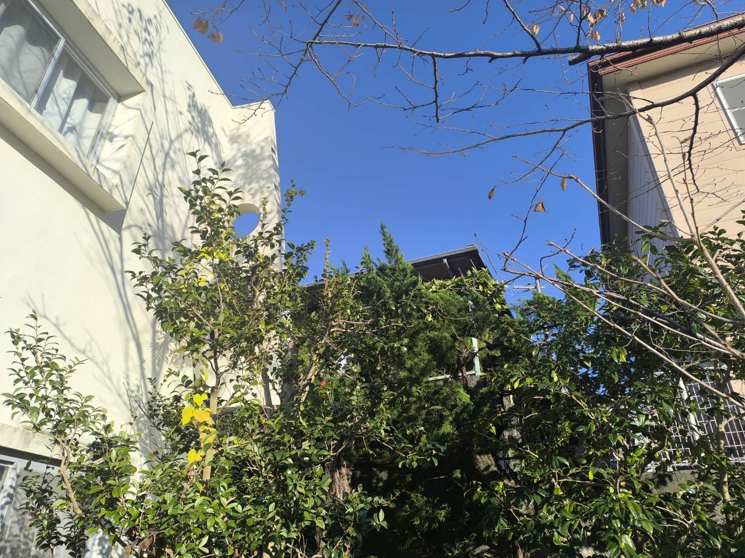 静岡市にてカイヅカイブキの剪定を行いました